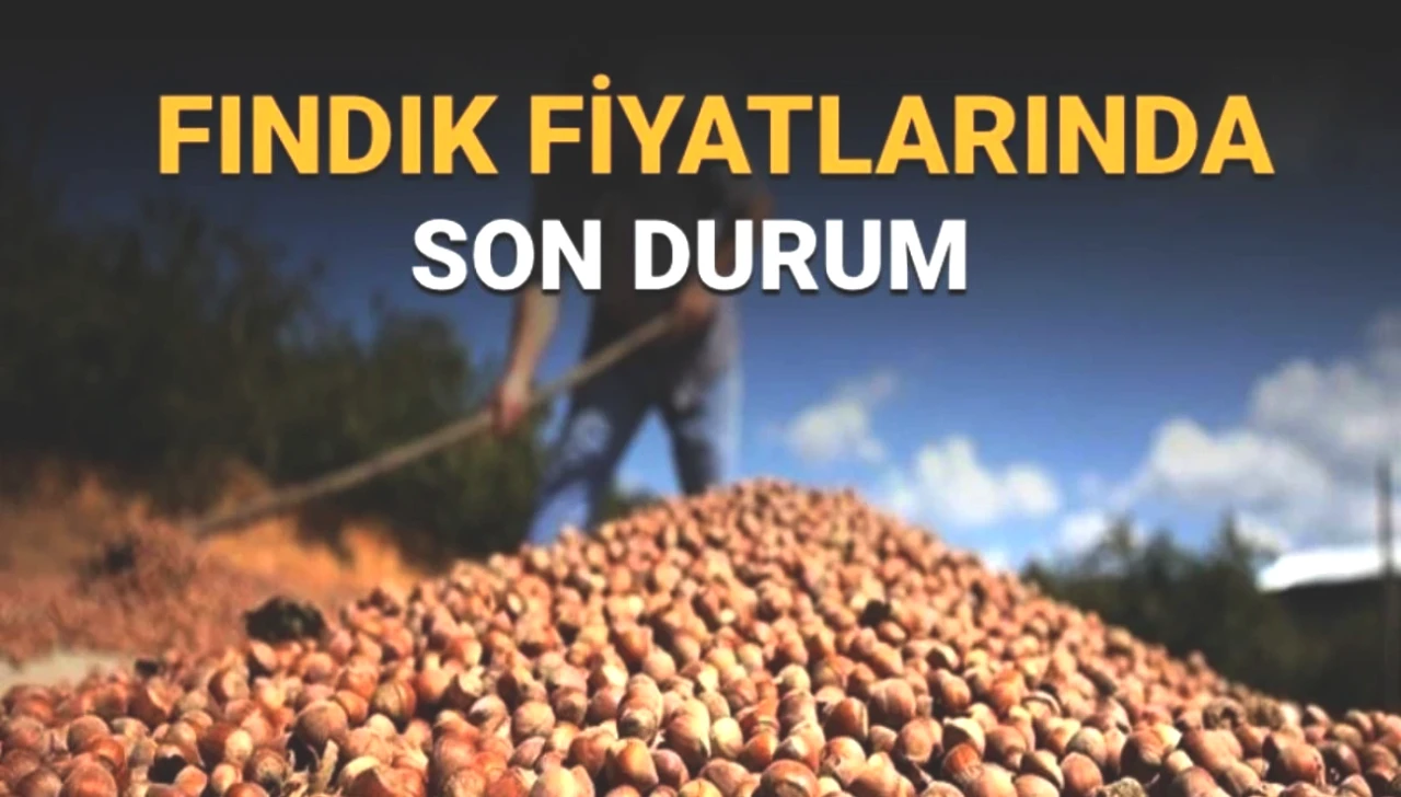 TMO Fındık Fiyatları Belli Oldu! 2025'teki Güncel Alım Fiyatları Neler?