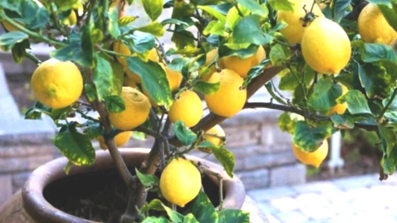 Limon Ağacı Yetiştirmenin Sırları: Evinizde Kolayca Başarıya Ulaşın!